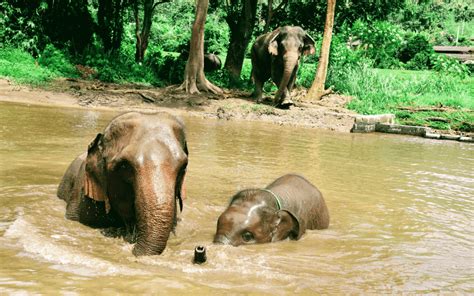 Best Elephant Sanctuary Chiang Mai - Couple Travel The World