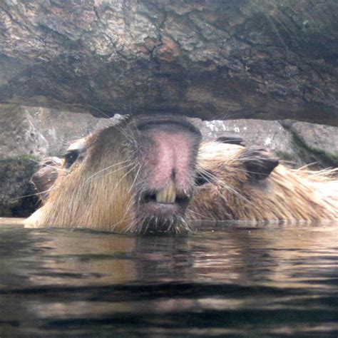 Capybara