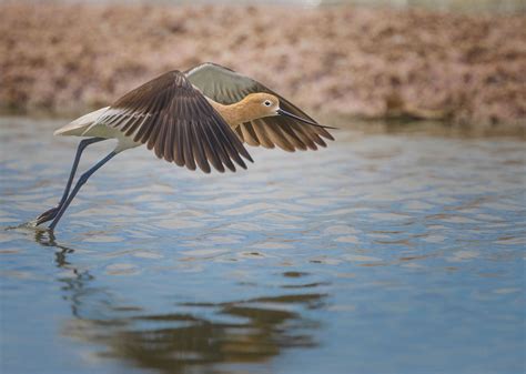 American Avocet | Audubon Field Guide