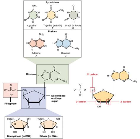 Nucleic Acids – Principles of Biology