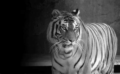 Tiger GIFs - Find & Share on GIPHY