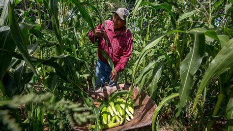 Tewa tribe in New Mexico seeks to adapt as climate change alters ...