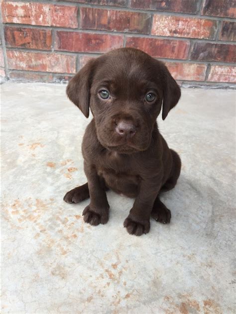 Chocolate lab puppy | Chocolate lab puppies, Lab puppy, Puppies