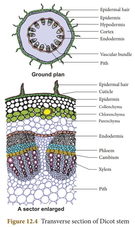 Internal Structure of Dicot Stem (Sunflower)