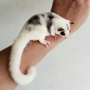 Mosaic Sugar Gliders - A Complete Overview [With Pictures] | ThePetFAQ