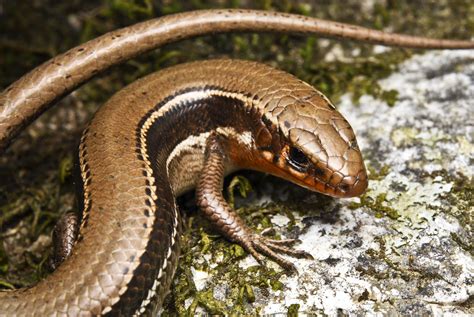 Coal Skink - Plestiodon anthracinus - a photo on Flickriver