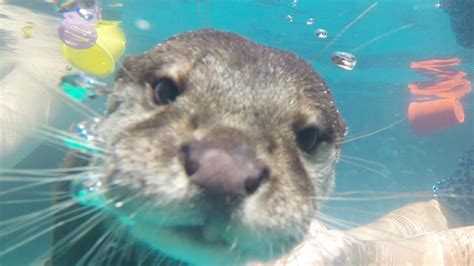 Swim: Swim Otters