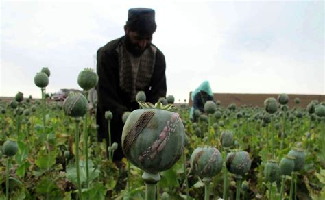 AFGHANISTAN-DRUGS-CRIME-OPIUM