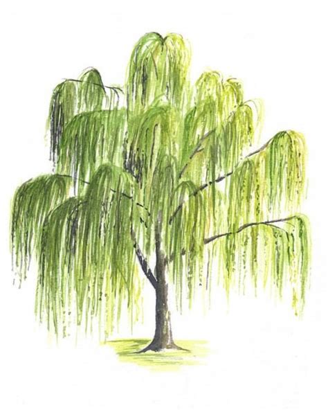 Weeping Willow Drawing at PaintingValley.com | Explore collection of ...