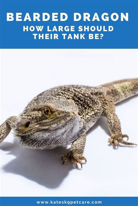 Bearded Dragon Tank Size | For Juveniles & Adults - Kate's K9 Pet Care