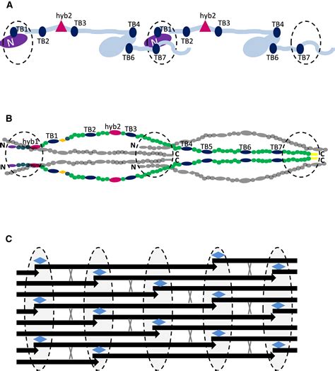 Dissecting the Fibrillin Microfibril: Structural Insights into ...