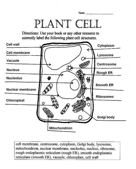 Plant And Animal Cell Coloring Answer Key