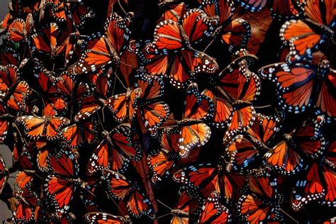 Millions of Monarch Butterflies Mexico | Whizzed Net