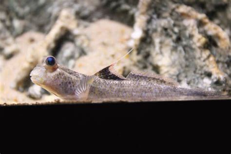 Three Types Of Habitats For Your Mudskipper