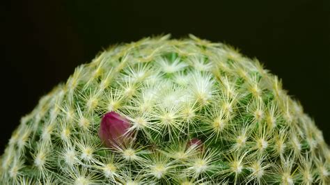 Cactus flower blooming time lapse. 18764636 Stock Video at Vecteezy