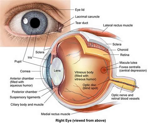 Human Eye Anatomy - Parts of the Eye and Structure of the Human Eye