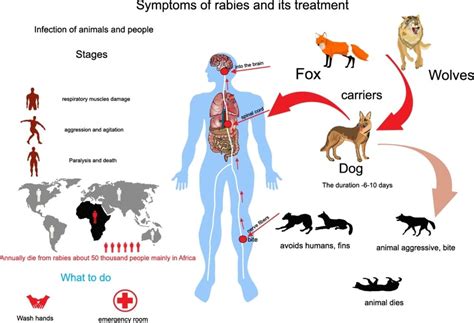 Rabies: Symptoms, causes, treatment, and prevention | by Healthchanger ...