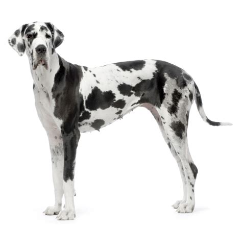 Harlequin Pattern in Great Danes | Veterinary Genetics Laboratory