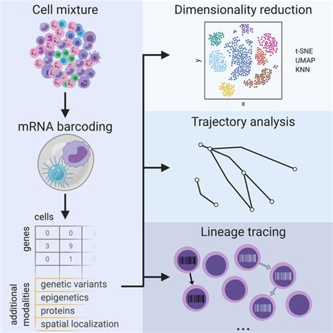 Single-Cell RNA Sequencing to Disentangle the Blood System ...