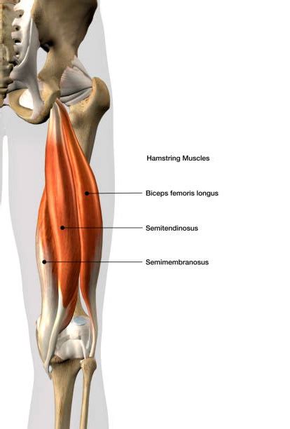 Semitendinosus Muscle - Geelong Myotherapy & Wellness Centre