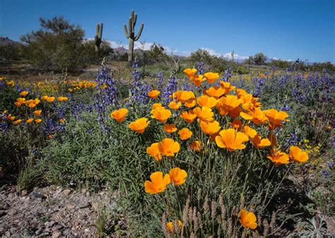 Arizona Wildflowers - Best Places to See Wildflowers in Arizona