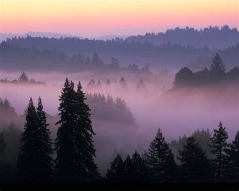 The Bridge of Hope Foundation - "Santa Cruz Mountains At Dawn"