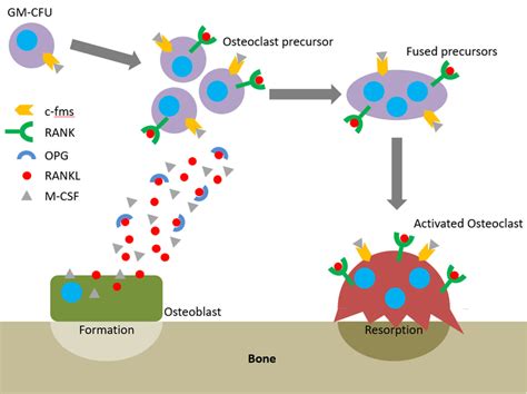 Bone Remodeling Diagram