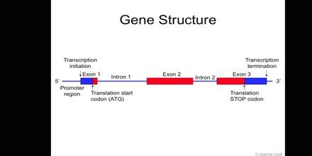 Gene Function and Structure - Assignment Point