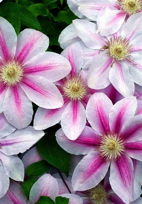 Pink and white flowers image via WallpapersHD | Flowers, Pink and white ...