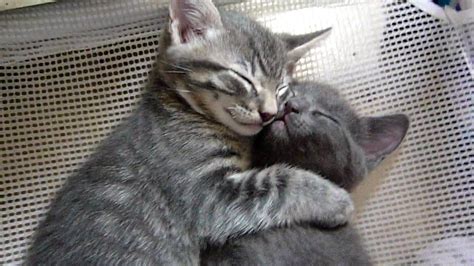 Trend Populer 36 Cute Baby Cats Hugging