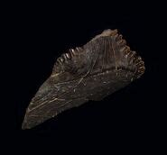 Edestus - Fossil Wiki, the paleontology wiki