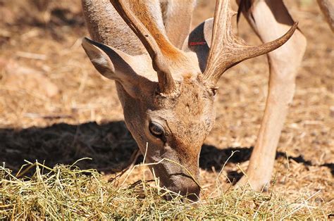 Persian Fallow Deer Photograph by Shay Levy - Fine Art America