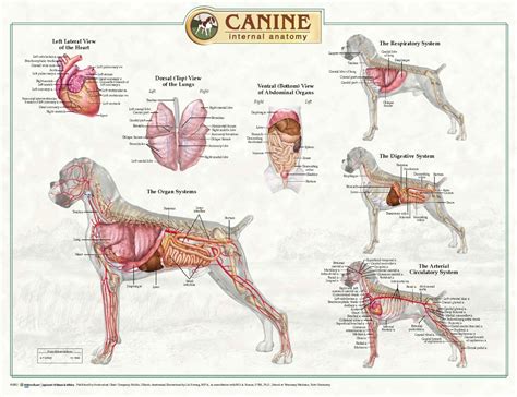 dog anatomy - Dog Care Training Grooming