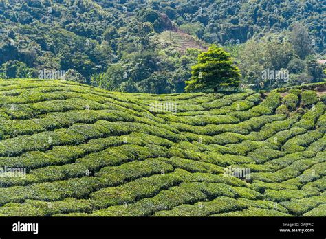 A tea plantation in the Cameron Highlands Stock Photo - Alamy