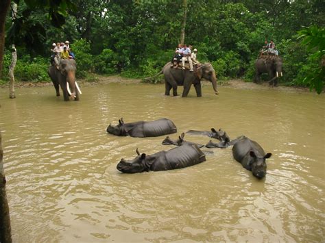 Chitwan Jungle Safari | Elephant Back Safari in Chitwan National Park