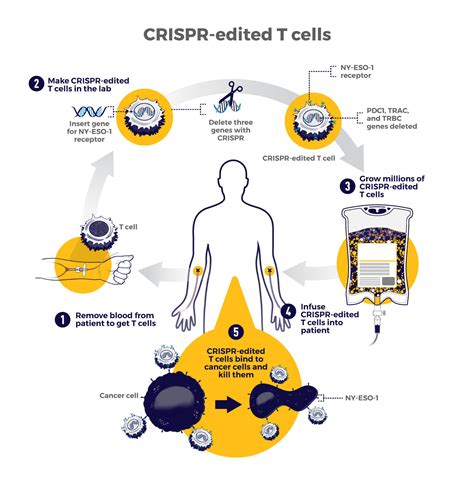 How CRISPR Is Changing Cancer Research and Treatment - NCI