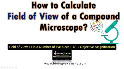 Compound Light Microscope Magnification Calculation | Shelly Lighting