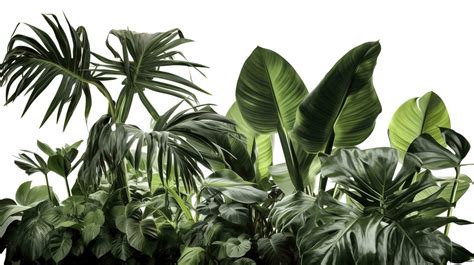 Jungle Plants Stock Photos, Images and Backgrounds for Free Download