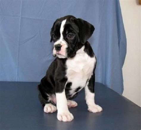 Black And White Boxer Puppy For Sale