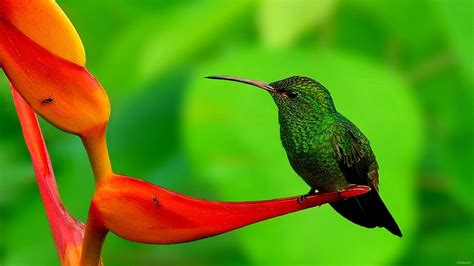 Humming Bird hd Wallpapers 1080p | Most beautiful birds, Bird ...