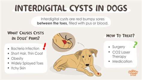 What Causes Cysts In Dogs Paws