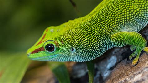 Green Arboreal Lizard 2019 Animal HD Photo Preview | 10wallpaper.com