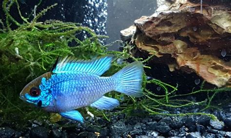 The Care and Keeping of Japanese Rice Fish – Johns Aquatics