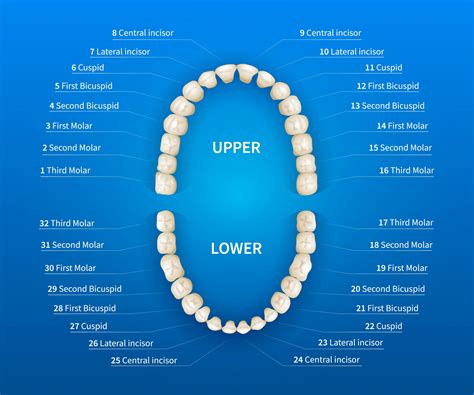 Dental Tooth Numbering Chart