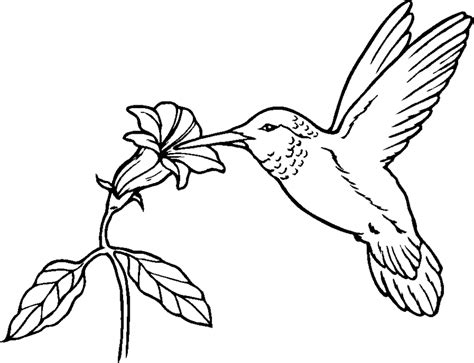 Hummingbird Coloring Page - Coloring Home