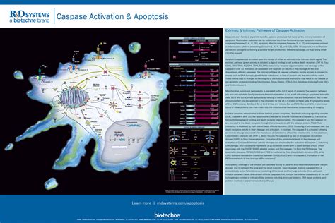 Caspase Activation & Apoptosis: R&D Systems