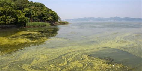 Cyanobacterial Blooms (Blue-Green Algae Blooms) - LG Sonic