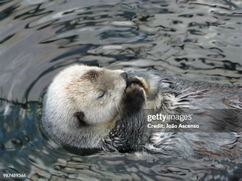 152 Sea Otters Sleeping Stock Photos, High-Res Pictures, and Images ...