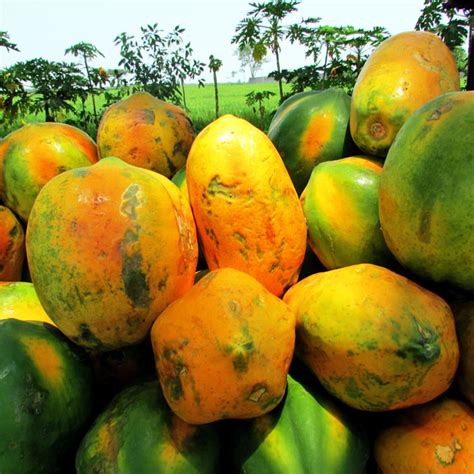 Papaya fruit benefits | Health Benefits of Papaya and its nutrients ...