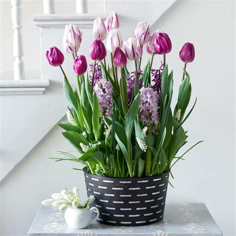 Purple Elegance Bulb Collection in large black metal cachepot | White ...